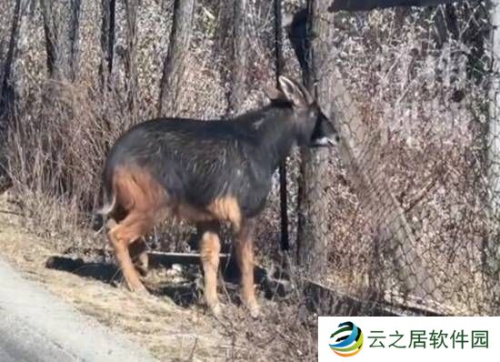 网友在西藏林芝偶遇姜子牙坐骑 “四不像”中华鬣羚