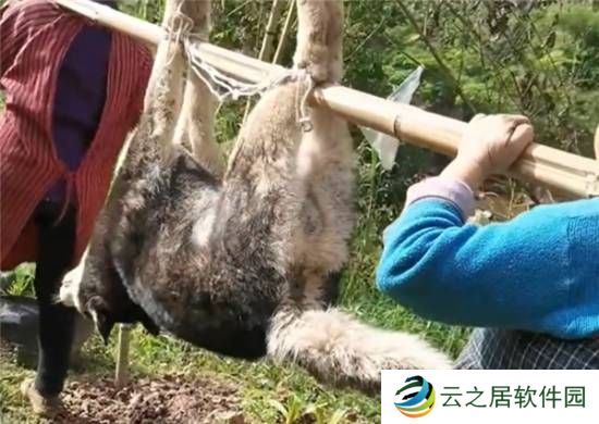 主人杀年猪 二哈偷吃猪肉被撑死：狗没有饱腹感